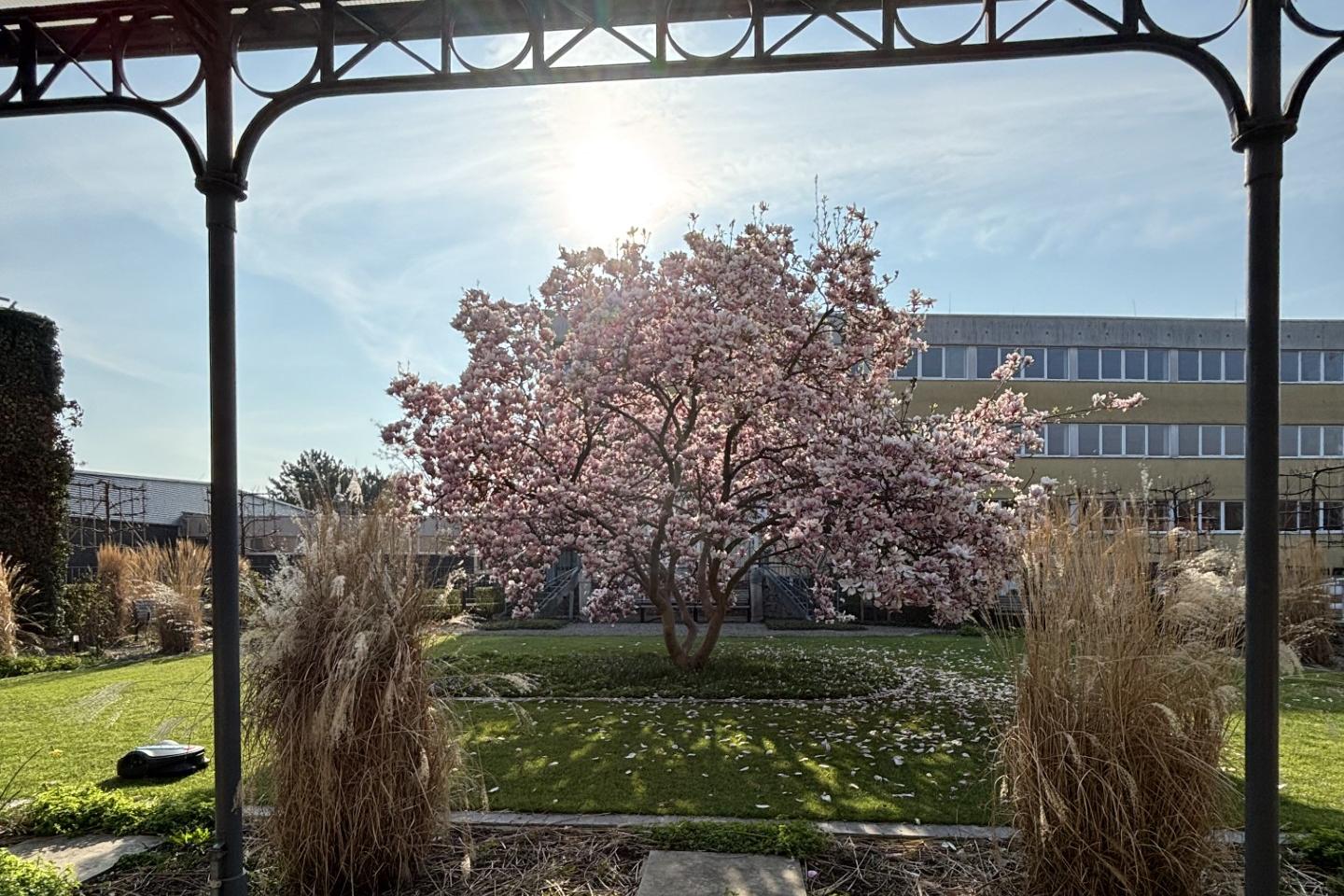 Rosengarten Sankt Ursula