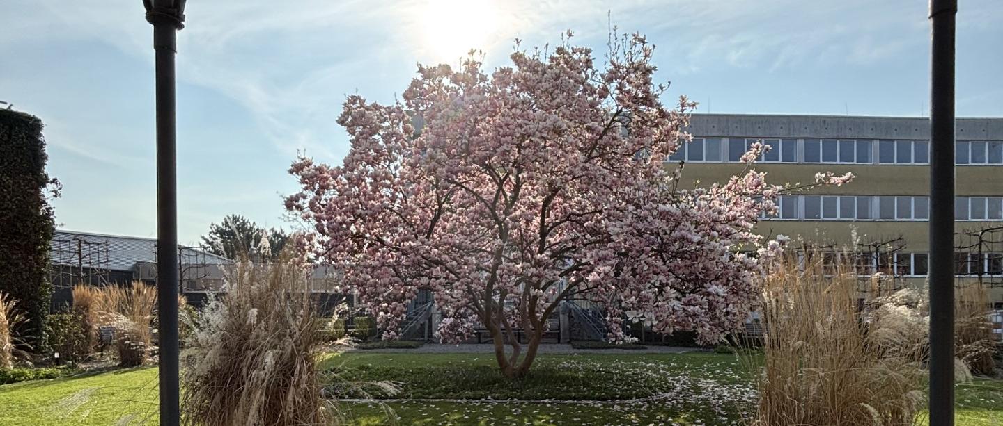 Rosengarten Sankt Ursula