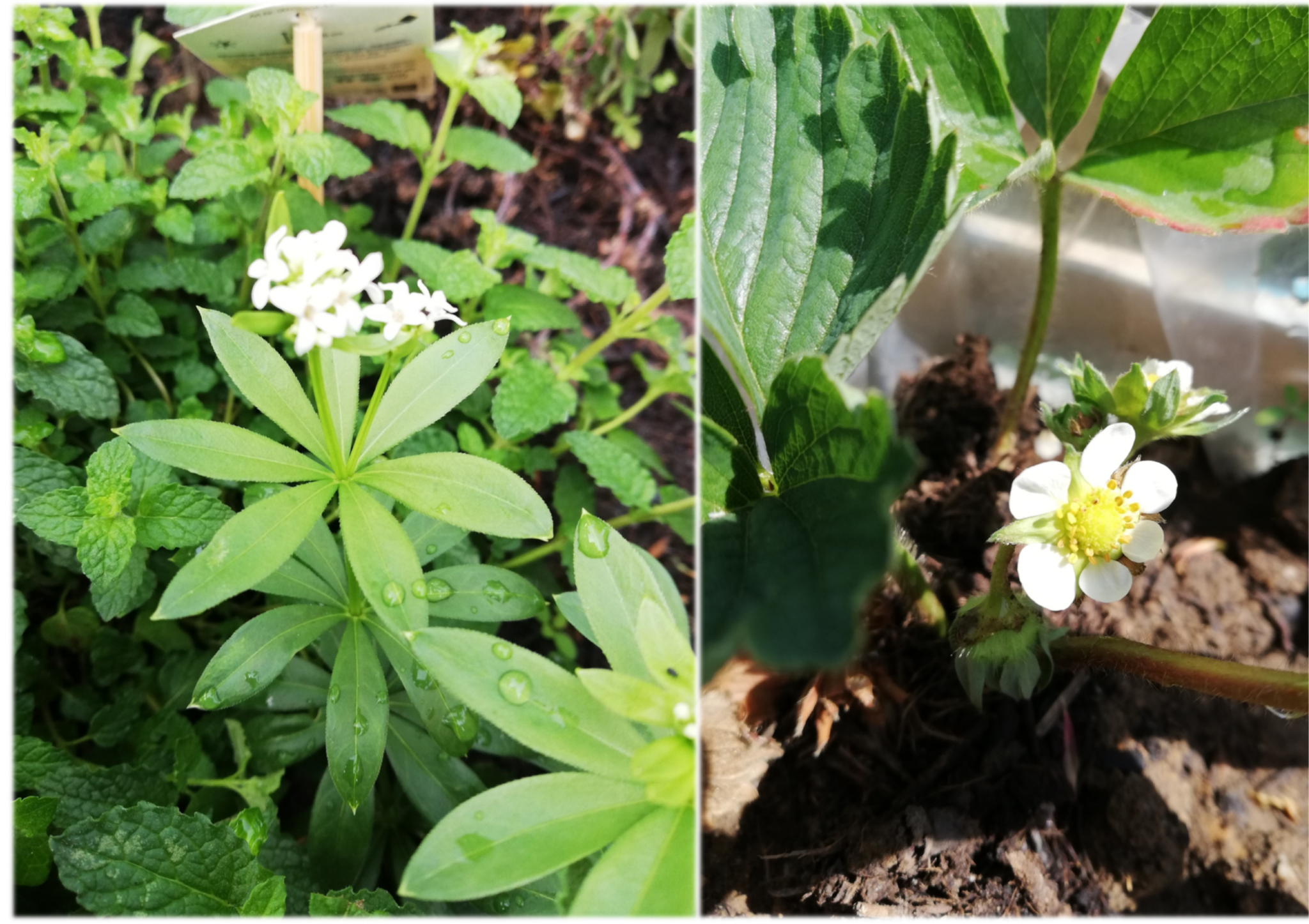 Waldmeister und Erdbeere