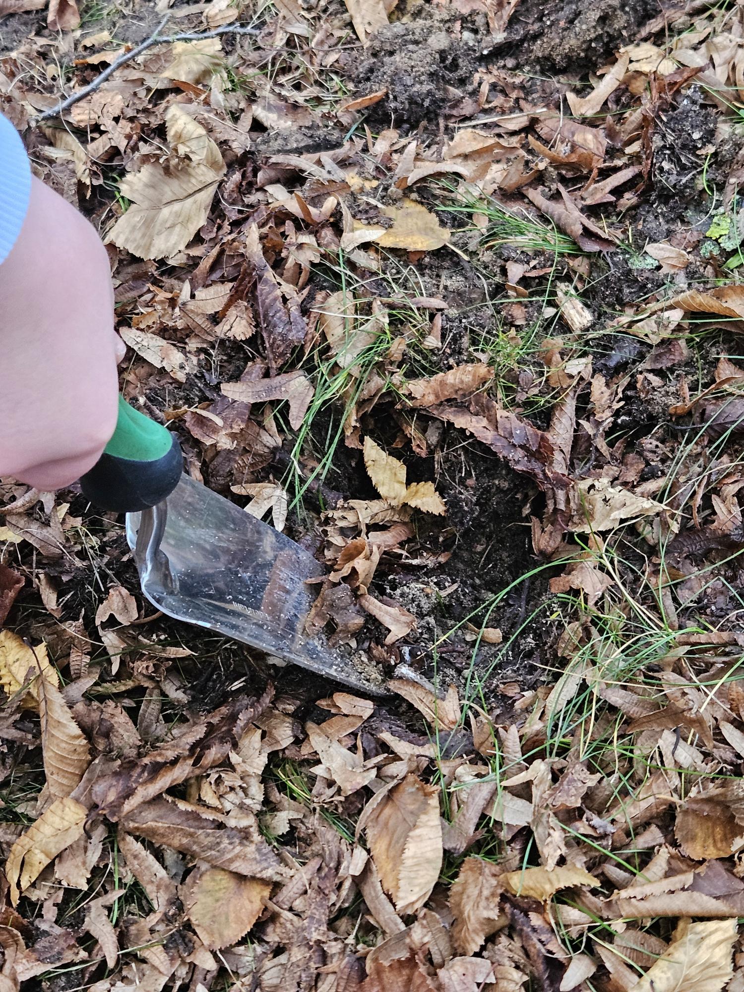 Sankt Ursula blüht auf