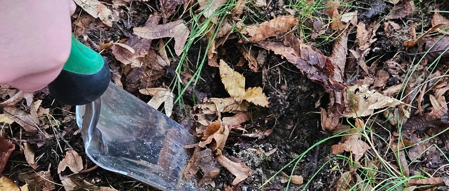 Sankt Ursula blüht auf