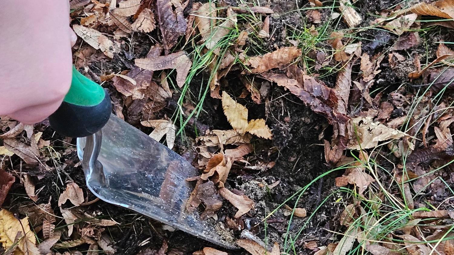 Sankt Ursula blüht auf