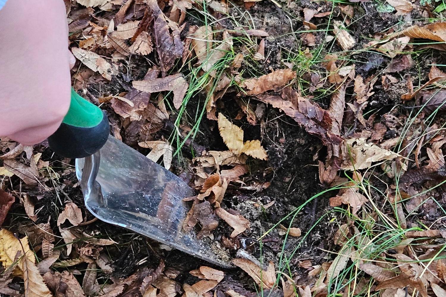 Sankt Ursula blüht auf