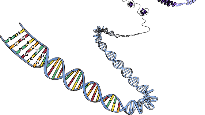 DNA