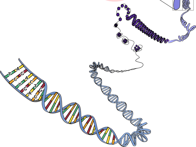 Exkursion des Lk Biologie (Q1) zum Thema DNA (c) www.pixabay.com