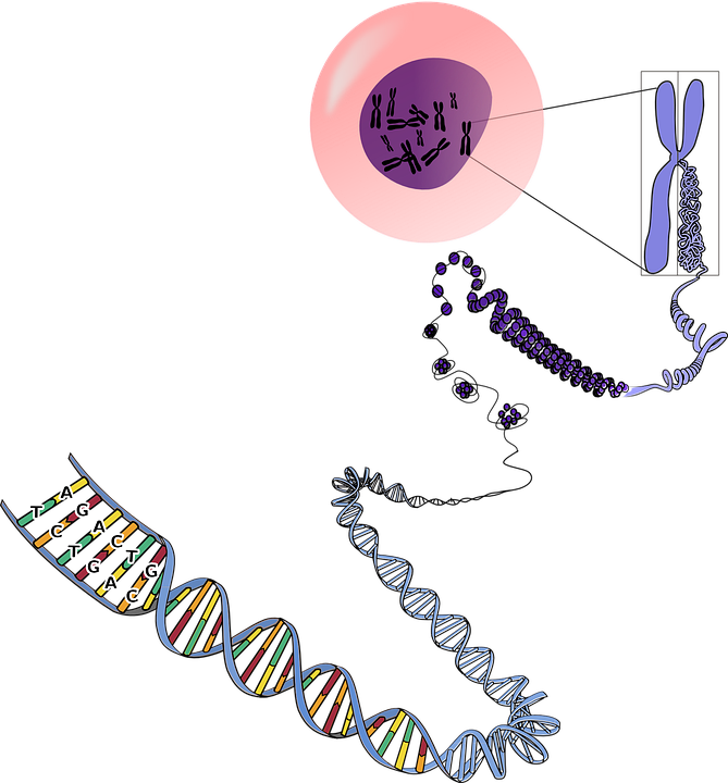 DNA (c) www.pixabay.com