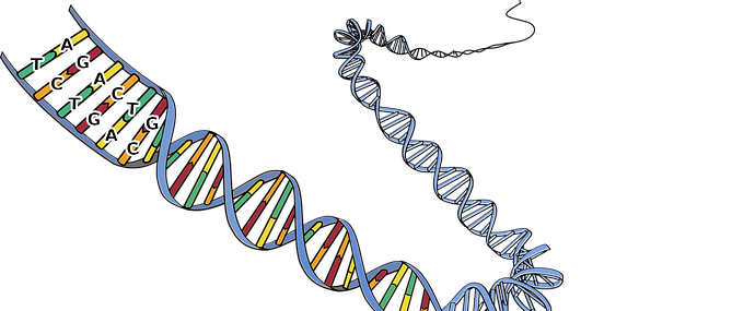 DNA