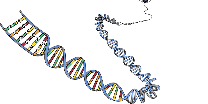 DNA