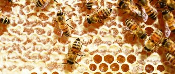 Start ins Bienenjahr 2019