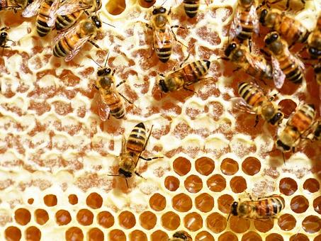 Bienen-AG erlebt schwierigen Start ins Bienenjahr 2019 (c) www.pixabay.com