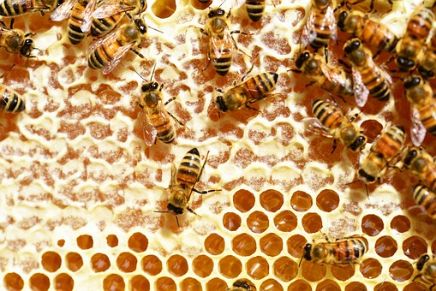 Start ins Bienenjahr 2019